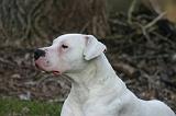 DOGUE ARGENTIN 526
